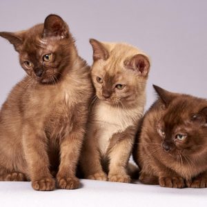 Katzenbedarf